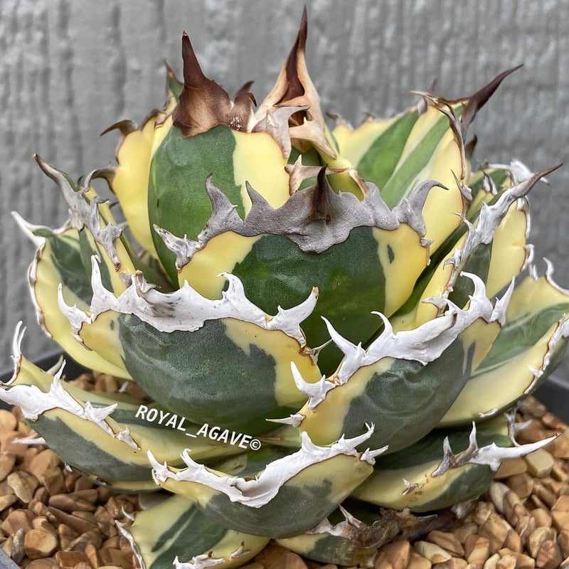 アガベ スナグルトゥース 子株 | アガベ専門店 Heart plants.