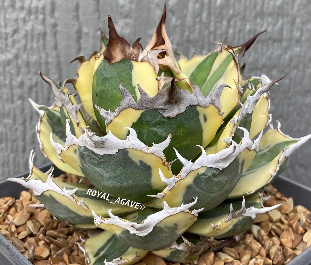 アガベ スナグルトゥース 子株 | アガベ専門店 Heart plants.