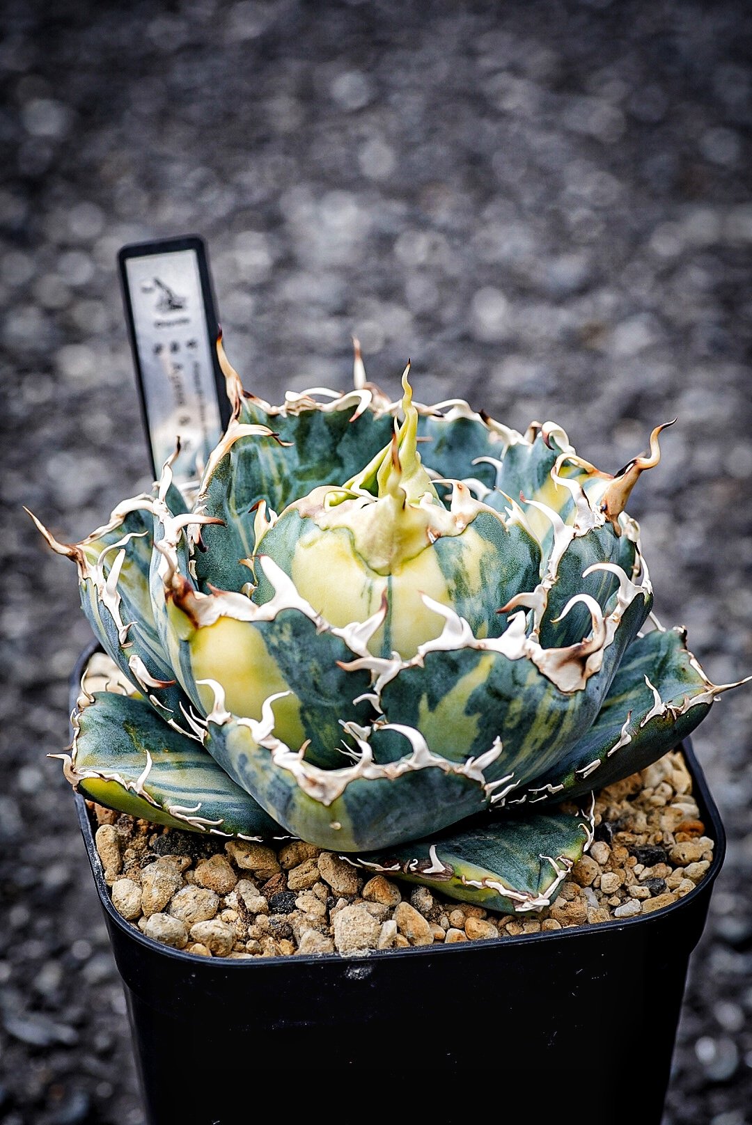 アガベ 氷海inspire 安曇野白鯨斑入 Heartplants育成株 親株超え極