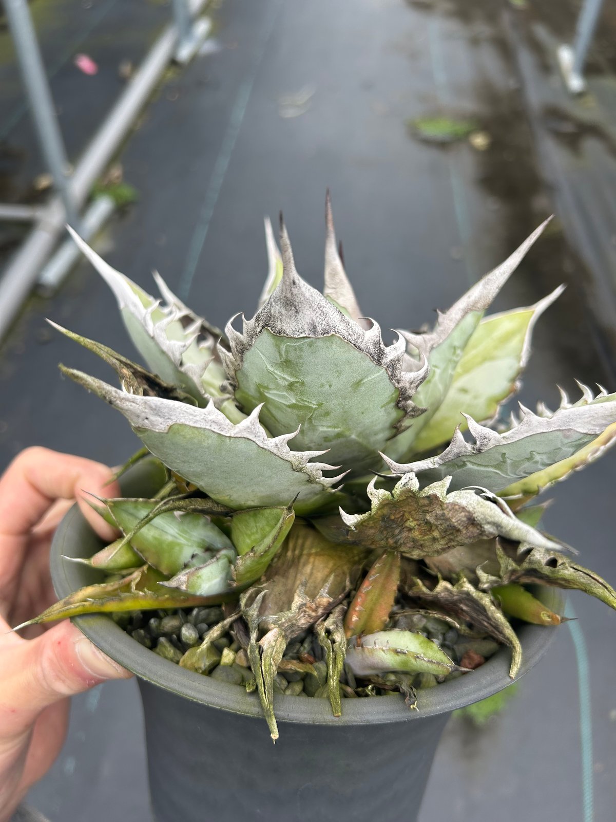 アガベ 特選極厚トップ ブルー チタノタブルー実生 DB05 | アガベ専門