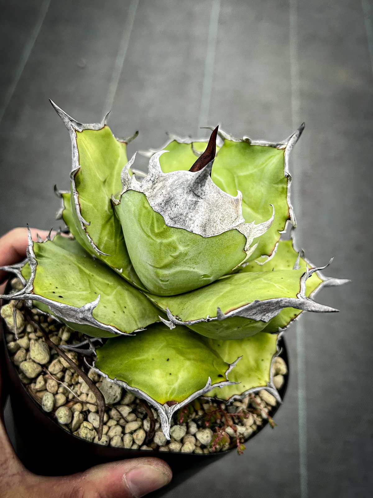 アガベ 白犀牛 当店オリジナルTC 限定約100個 | アガベ専門店 Heart