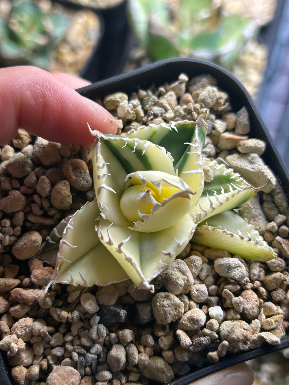 SAD 特殊斑個体 ほぼ斑入り | アガベ専門店 Heart plants.