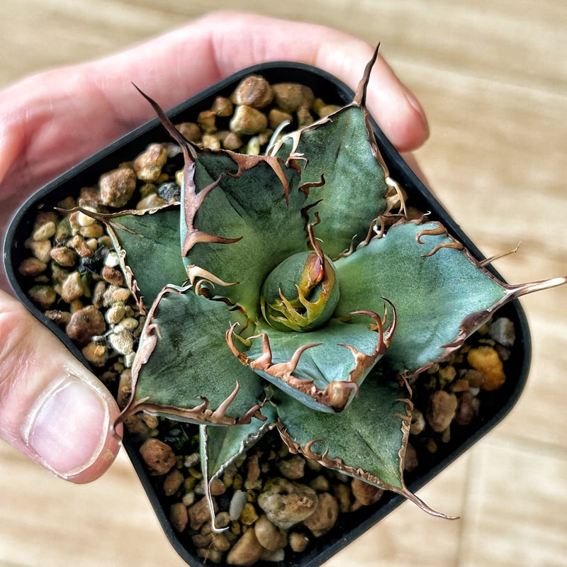 アガベ オテロイ OX009 当店コレクション株 子株 | アガベ専門店 Heart