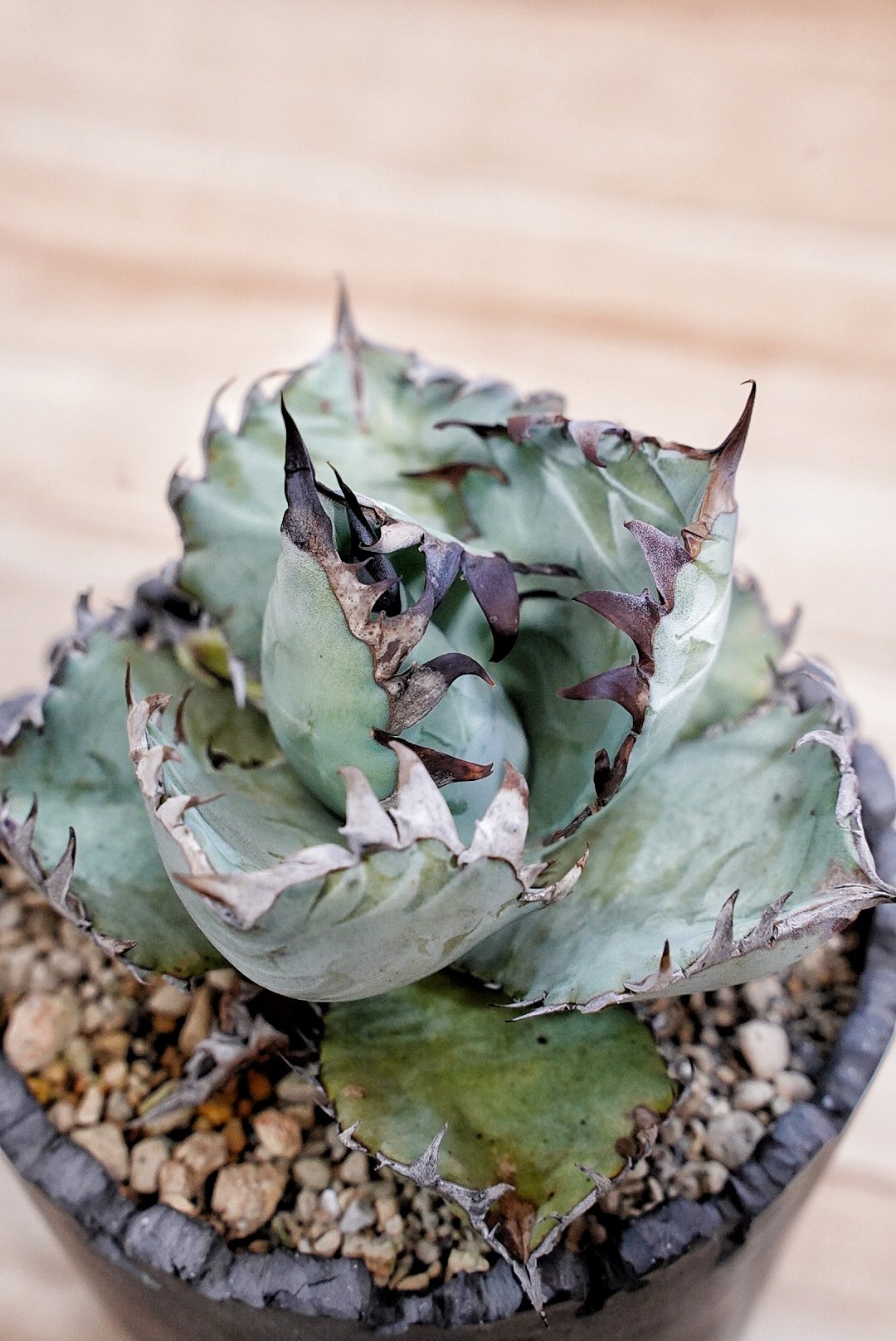 アガベ チタノタ ビースト 子株 | Agave titanota Beast 【公式通販】