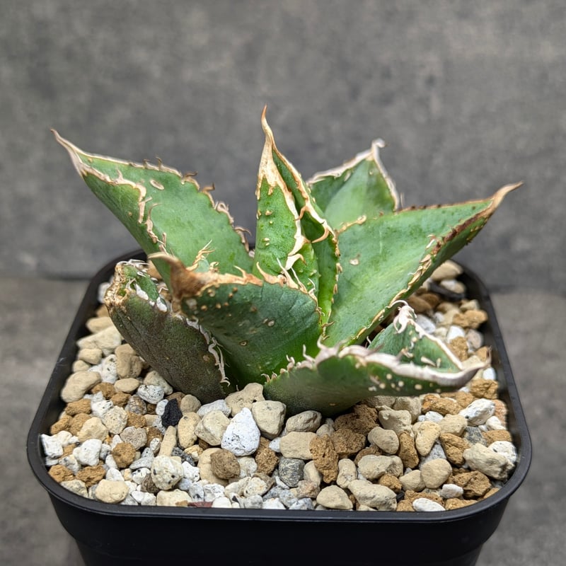 アガベ チタノタ 豆豆龍 TC | SAWAFARM