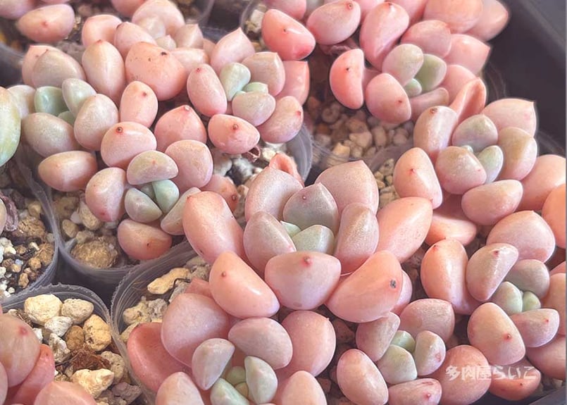 むちむちピンク！スポットカービデュー【ポット苗】667-443 | 多肉屋らいこ