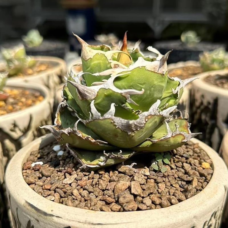 Agave cg01 COK/追星 極上株 | Hobbies Plant