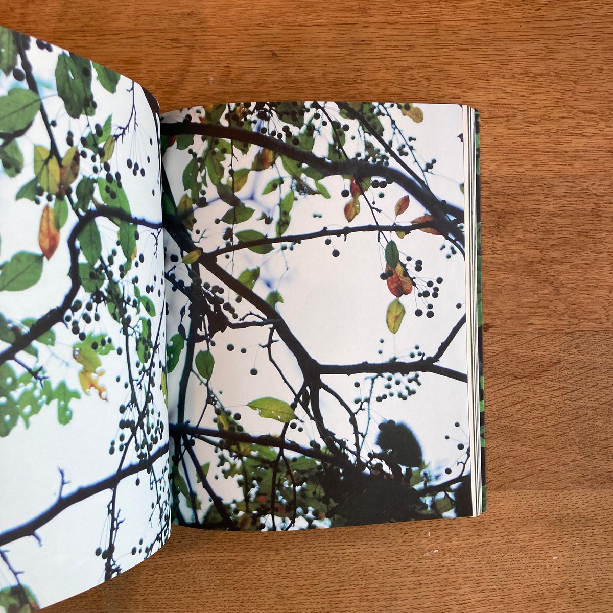 mina tabuchi｜into the forest | WHITEGREEN GALLERY