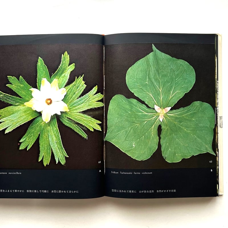 山の意匠 田淵行男写真集 | 本まるさんかくしかく