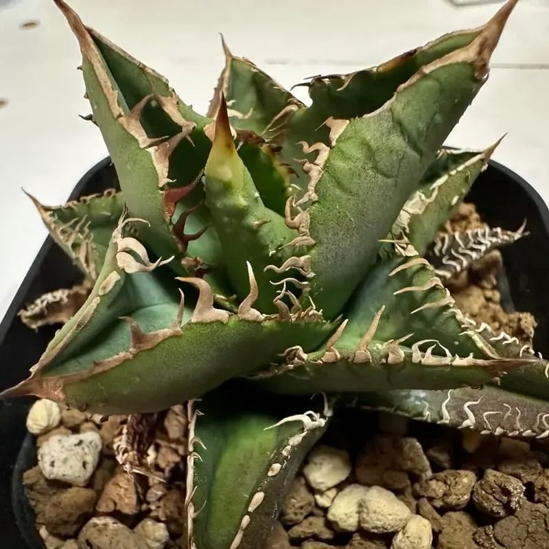 希少ブツブツ系アガベ】金蟾(キンセン)子株 / チタノタ | プラントウィズ