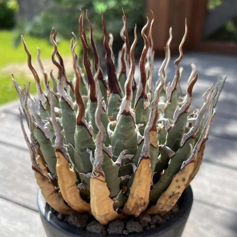 アガベ】陽炎エボリスピナ純血種子100粒【曲刺 強刺】 | プラントウィズ