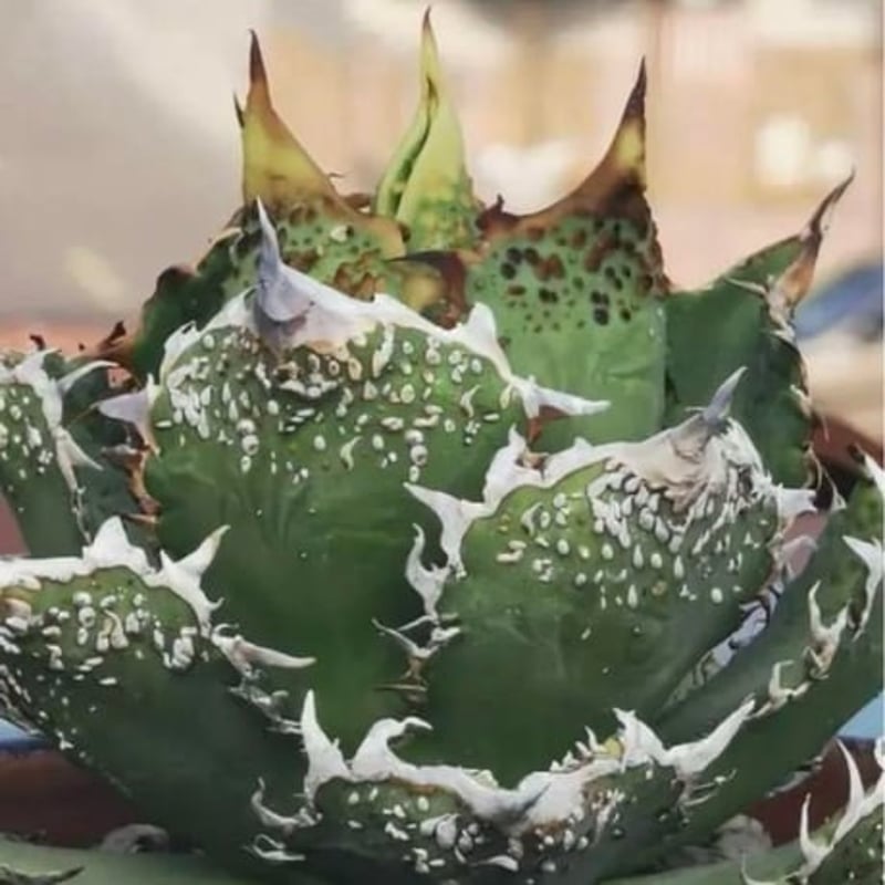 希少ブツブツ系アガベ】金蟾(キンセン)子株 / チタノタ | プラントウィズ
