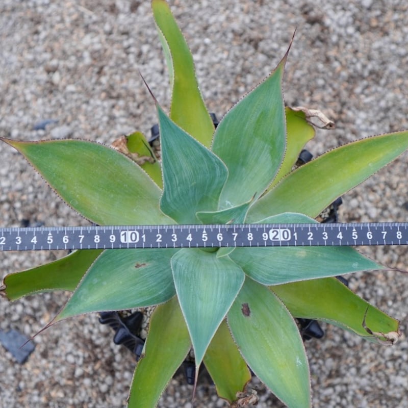 ブルーフレイム / Blue flame (No.1-240814) ※抜き苗 | アガベの