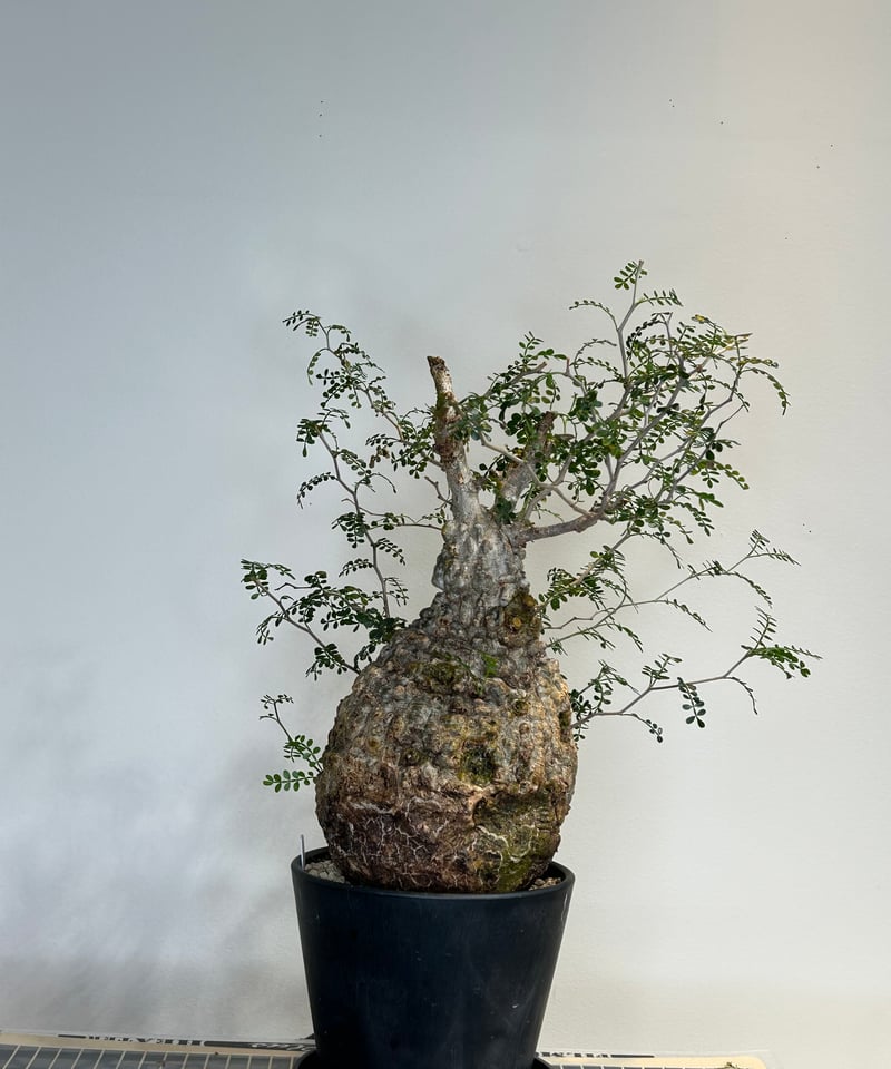 オペルクリカリアパキプス No.11 | R&A Caudex Plants