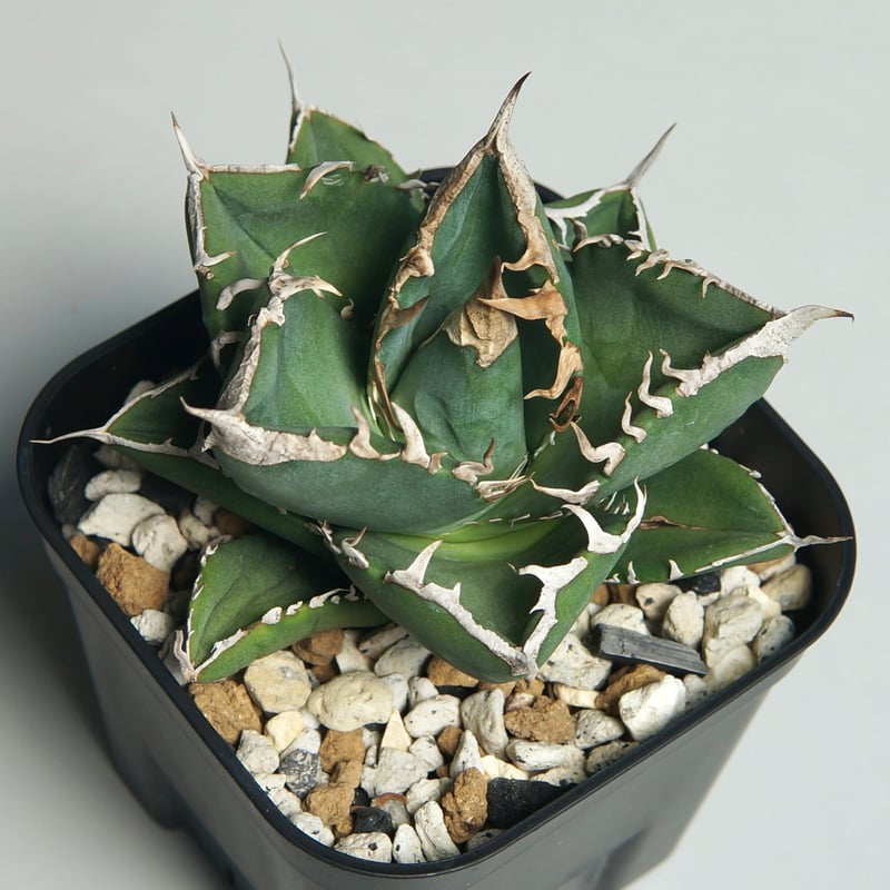 アガベ チタノタ ”南アフリカダイヤモンド（SAD）” | RADICE