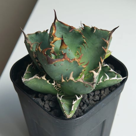 アガベブツブツ | STORES