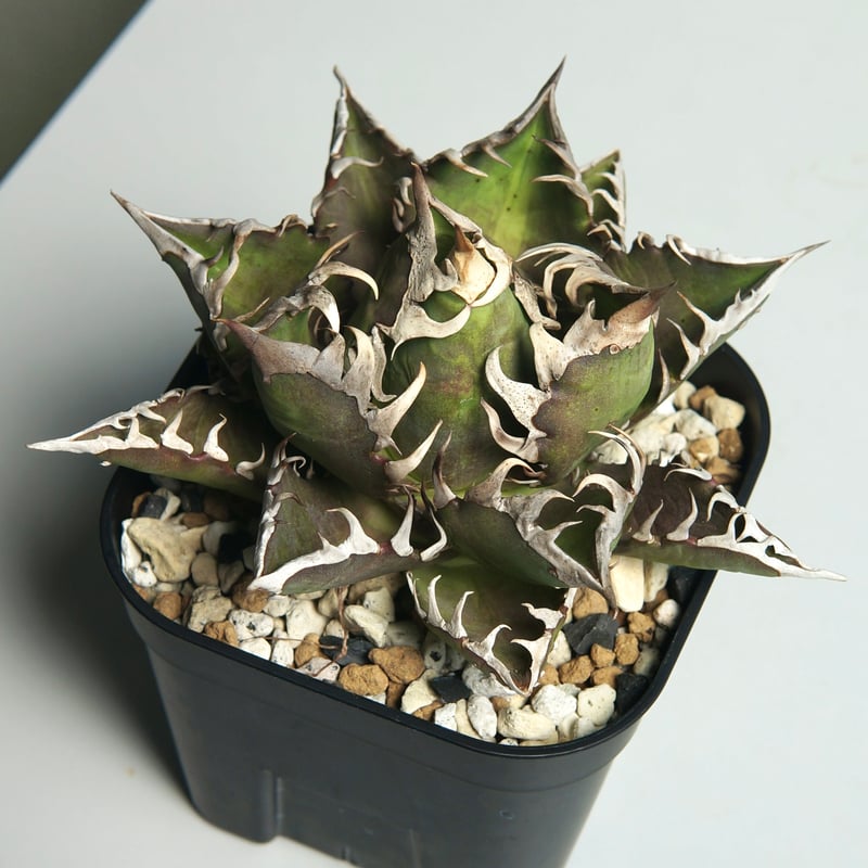 アガベ チタノタ ”レッドキャットウィーズル / ゴリ猫” | RADICE