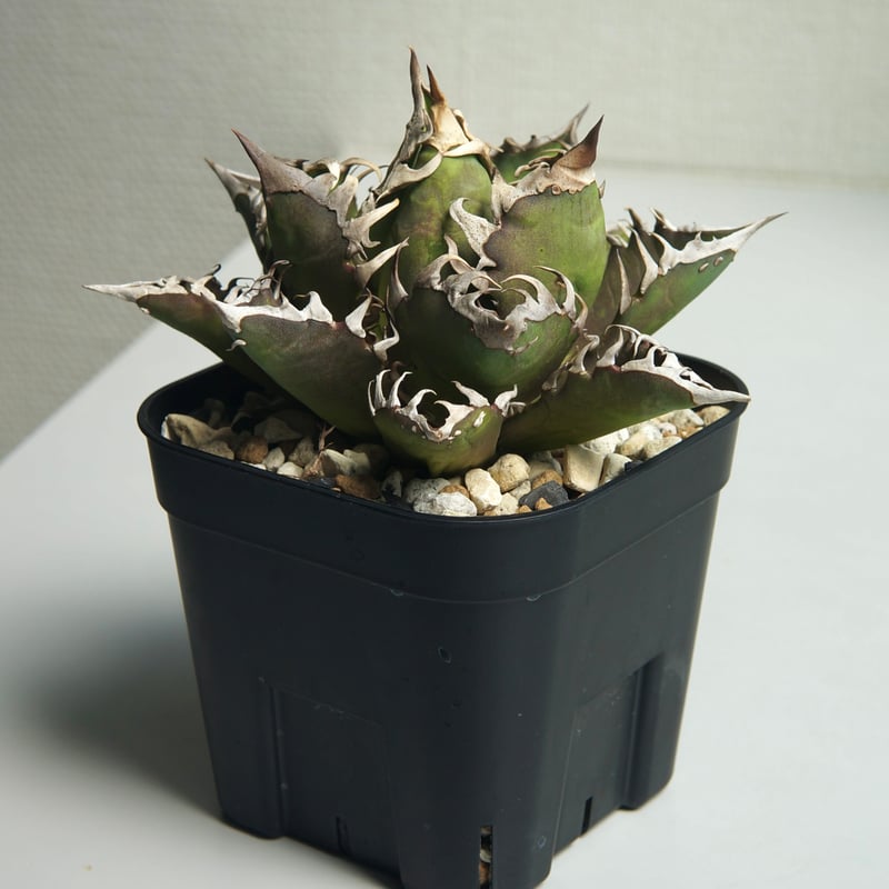 アガベ チタノタ ”レッドキャットウィーズル / ゴリ猫” | RADICE