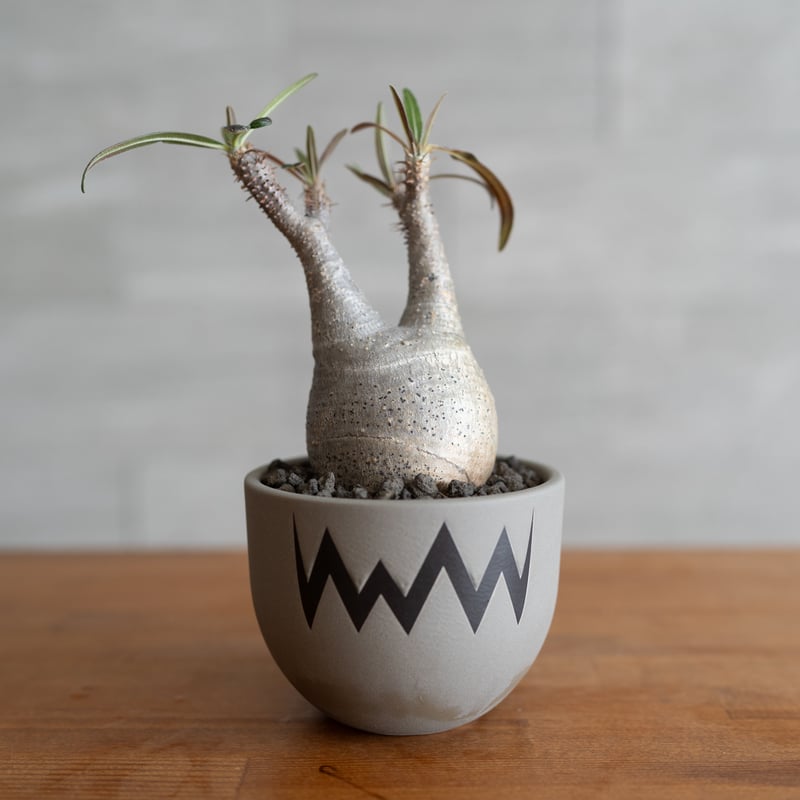 発根済】パキポディウム グラキリス × VALIEM青坊主コラボ鉢 Sサイズ