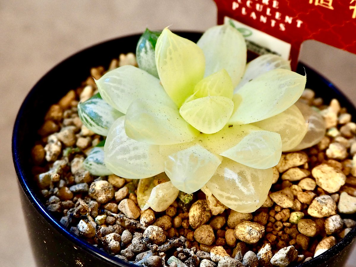 ハオルチア オブツーサ錦 極上斑(6/29撮影) | BB Plants Store