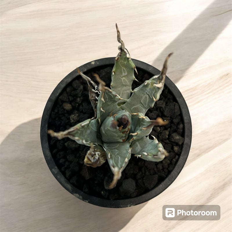 アガベ ユタエンシス エボリスピナ（（USA株）発根済み | HARENOHI-PLANTS