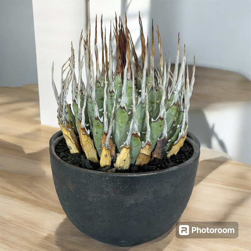 親株出品】エボリスピナ×BBハイブリッド 大株 エボリ強め 超ロング