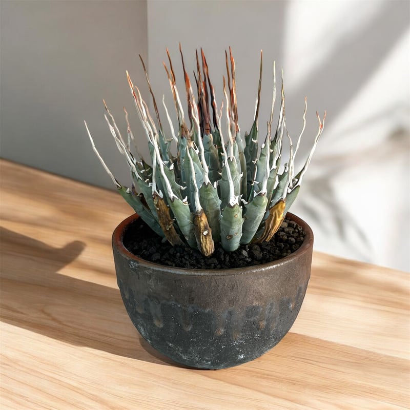 年末特別価格！アガベ ユタエンシス エボリスピナ放射線状型（（USA株