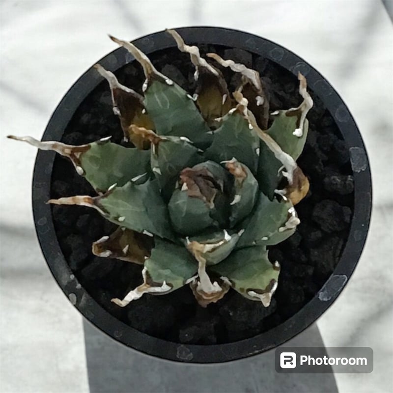 アガベ ユタエンシス エボリスピナ（（USA株）発根済み ② | HARENOHI