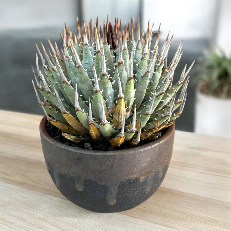 訳アリ特価！アガベ ユタエンシス エボリスピナ蕾型（（USA株）発根