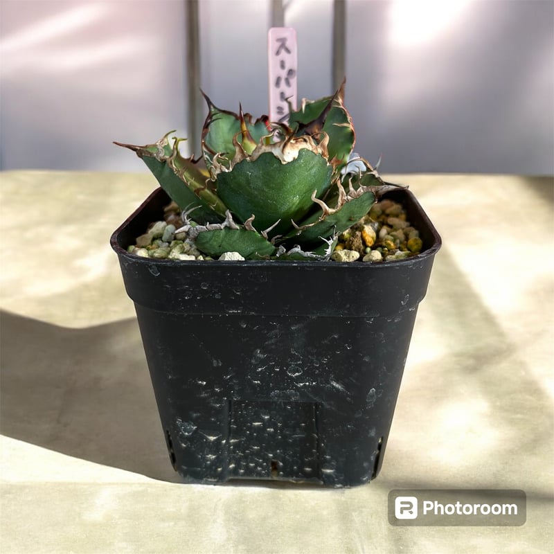 アガベ チタノタ シーザー 選抜（スーパーシーザー） | HARENOHI-PLANTS