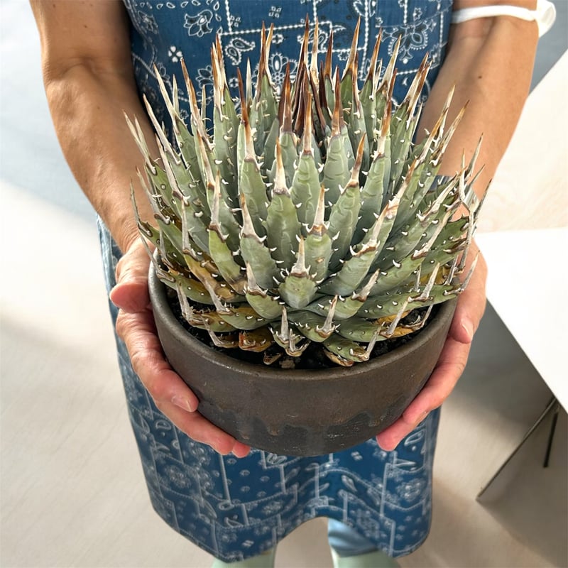 訳アリ特価！アガベ ユタエンシス エボリスピナ蕾型（（USA株）発根