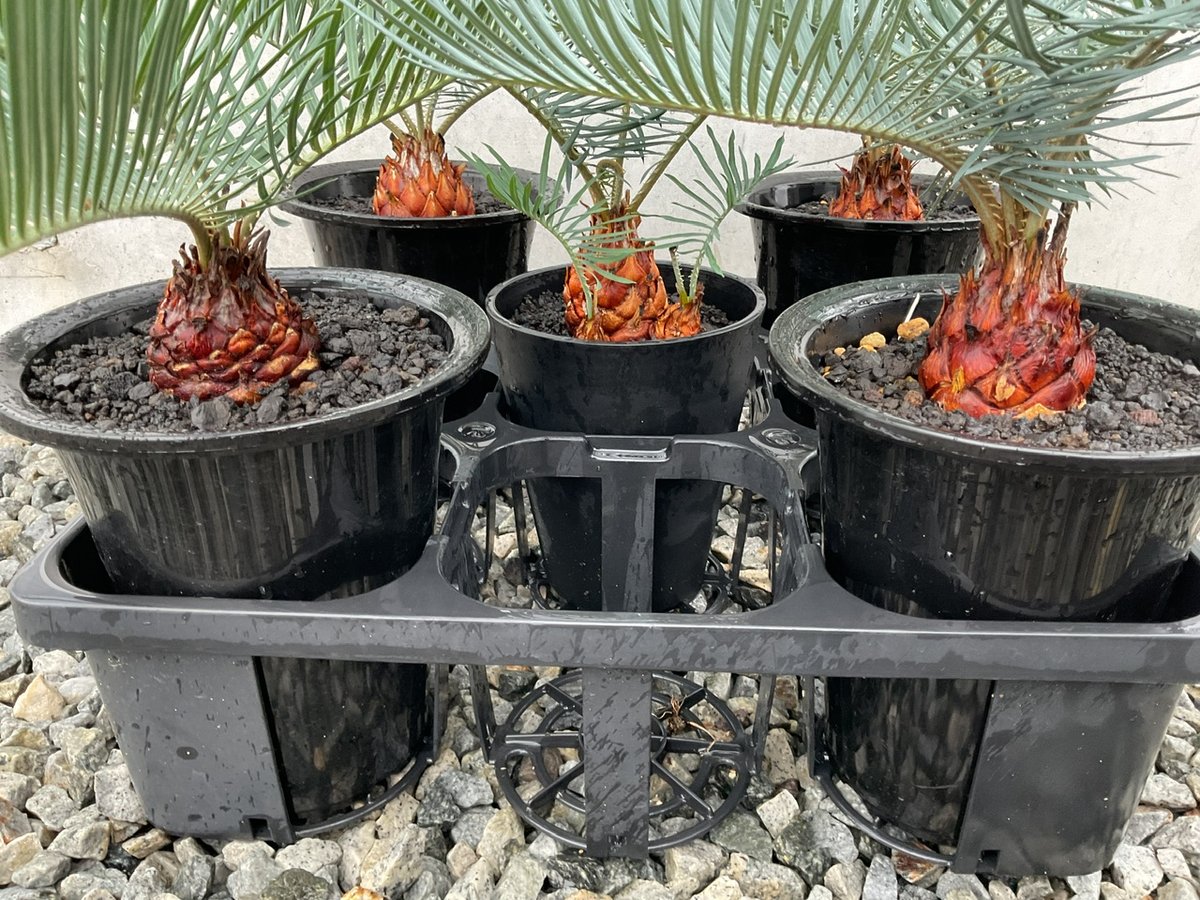 Cycas.cairnsiana サイカス・カイルンシアナ | Sun・Shepherd