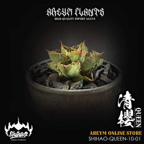 アガベ星空 | STORES