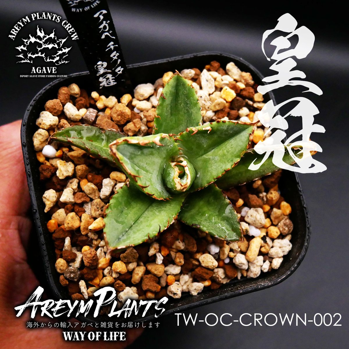 アガベ チタノタ 皇冠 クラウン lize株 親株出品 子株4つ付き