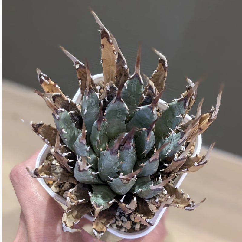 アガベ ユタエンシス エボリスピナ ＊発根済＊ | FELICITA