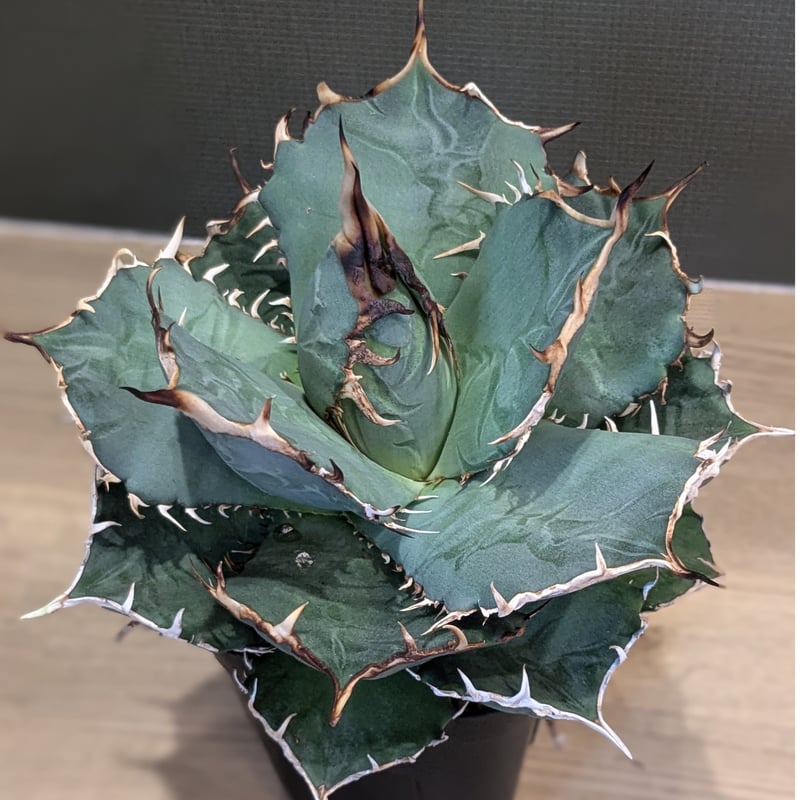 アガベ オテロイ ＊実生株＊ | FELICITA