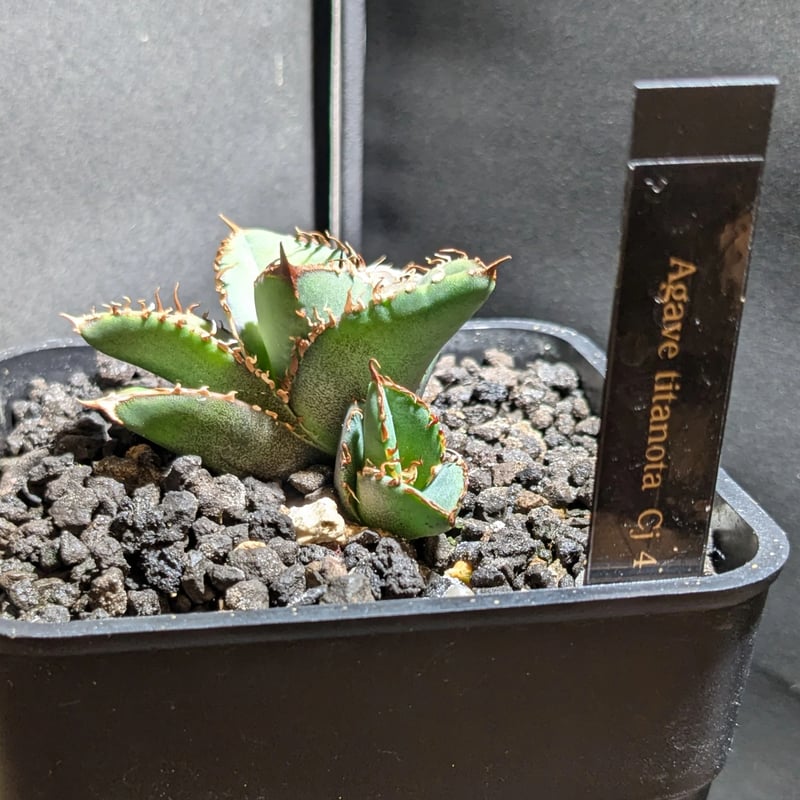 アガベ チタノタ Cj4 子株 | FELICITA