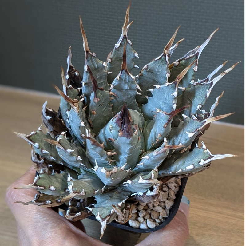 アガベ ユタエンシス・エボリスピナ ☆ | FELICITA