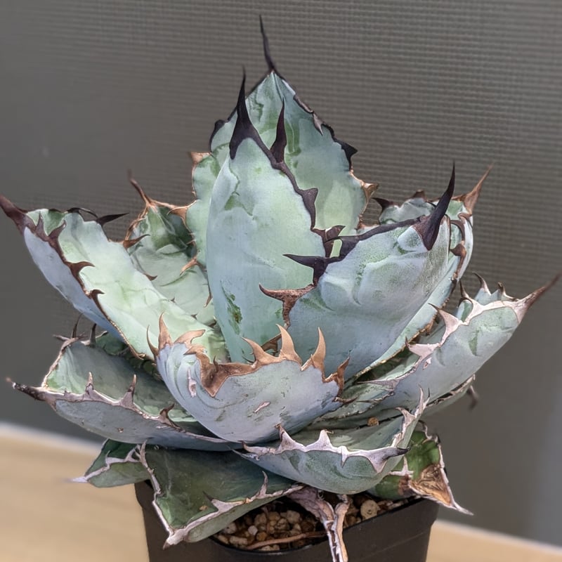 アガベ チタノタ ブラック&ブルー BB ＊大株＊ | FELICITA