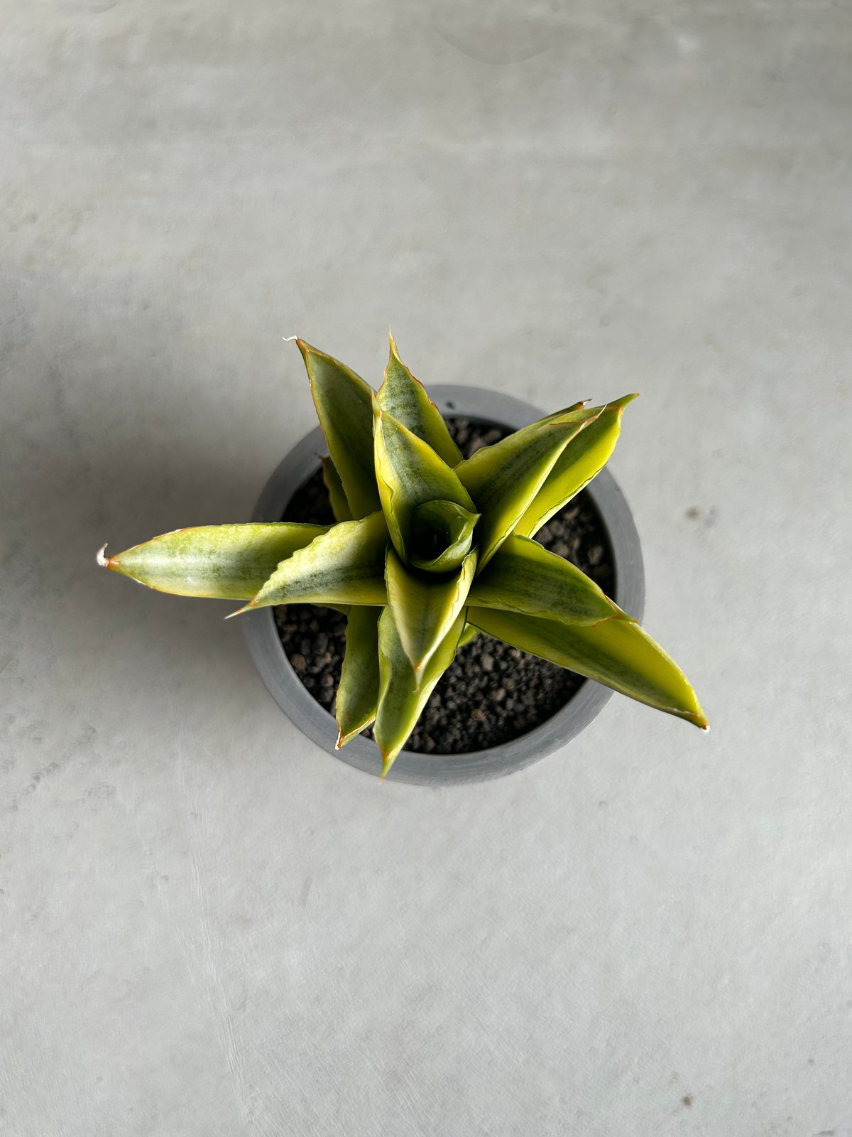 サンセベリア パゴダ 斑入り | ソレトナ植物店