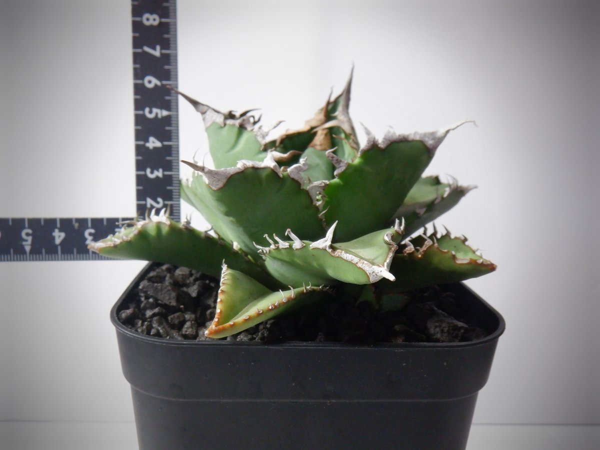 アガベ チタノタ 狂刺夕映 夕映嚴龍 | TAMA PLANTS