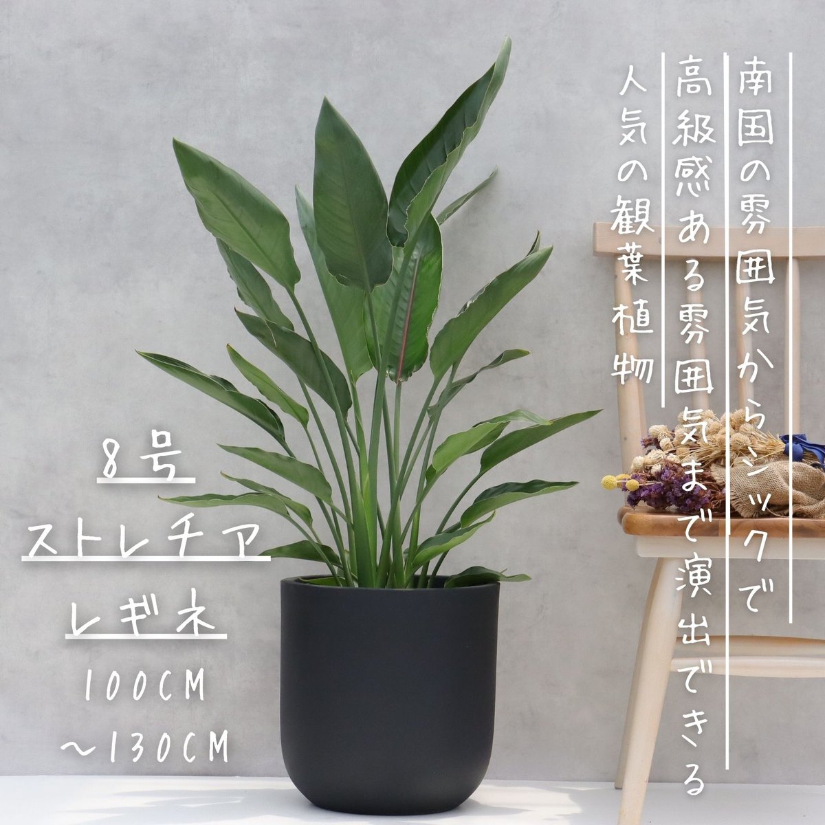 ストレリチア レギネ 8号 観葉植物 極楽鳥花 8号 観葉植物 レギネ