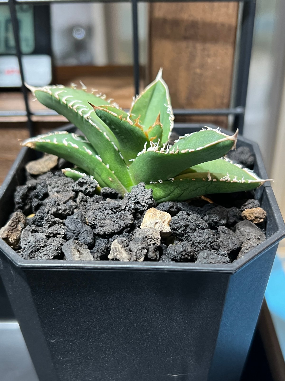 小株】 アガベ チタノタ 流星 lize血統 | RAINBOW PLANTS