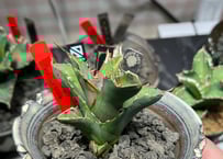 子株】 アガベ チタノタ CJ special【大白鯊タイプ】 | RAINBOW PLANTS