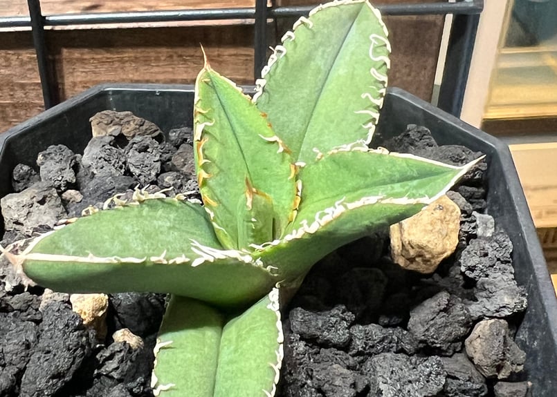 小株】 アガベ チタノタ 流星 lize血統 | RAINBOW PLANTS