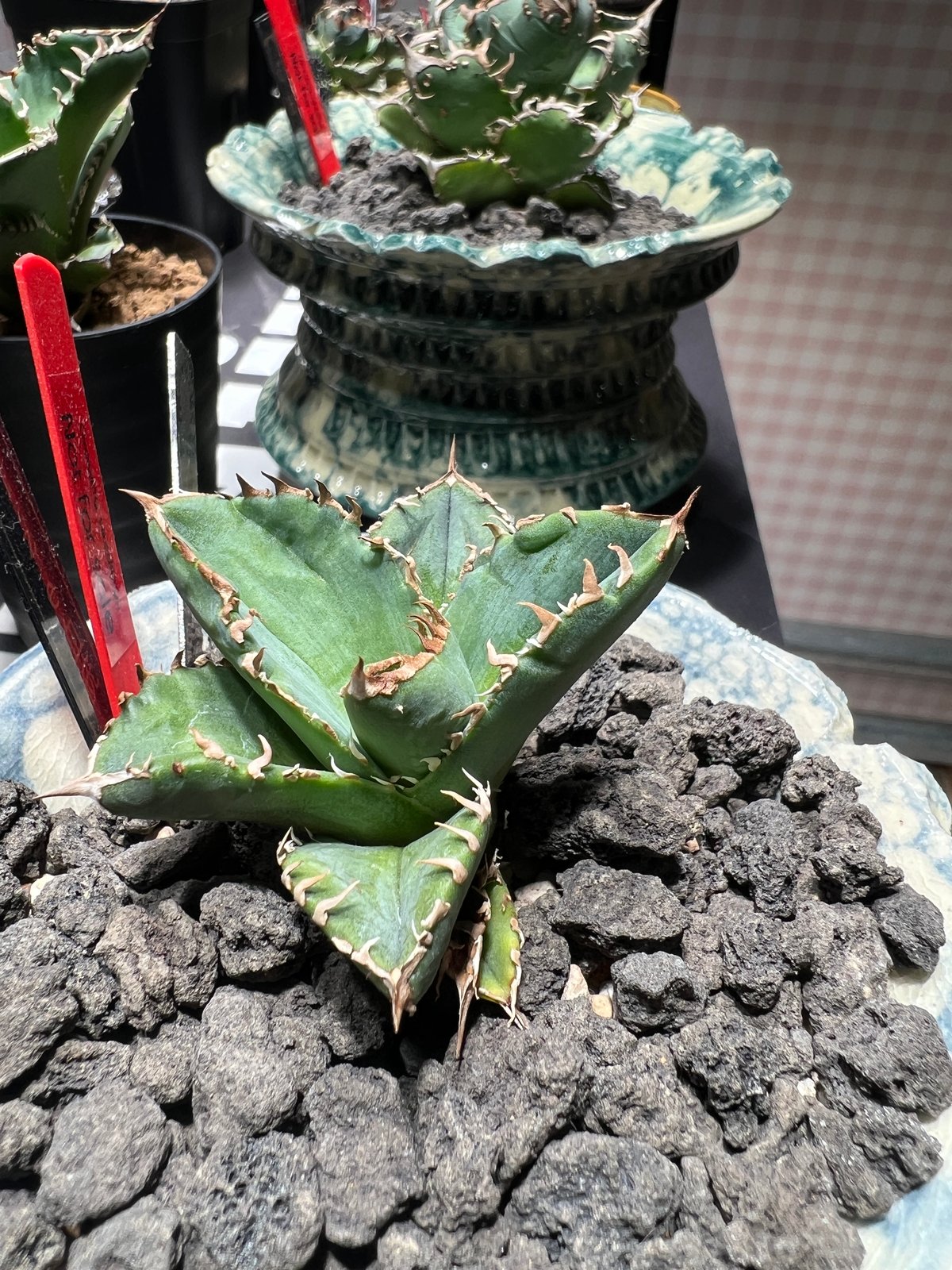 小株】 アガベ チタノタ 皇冠（クラウン）lize血統 | RAINBOW PLANTS