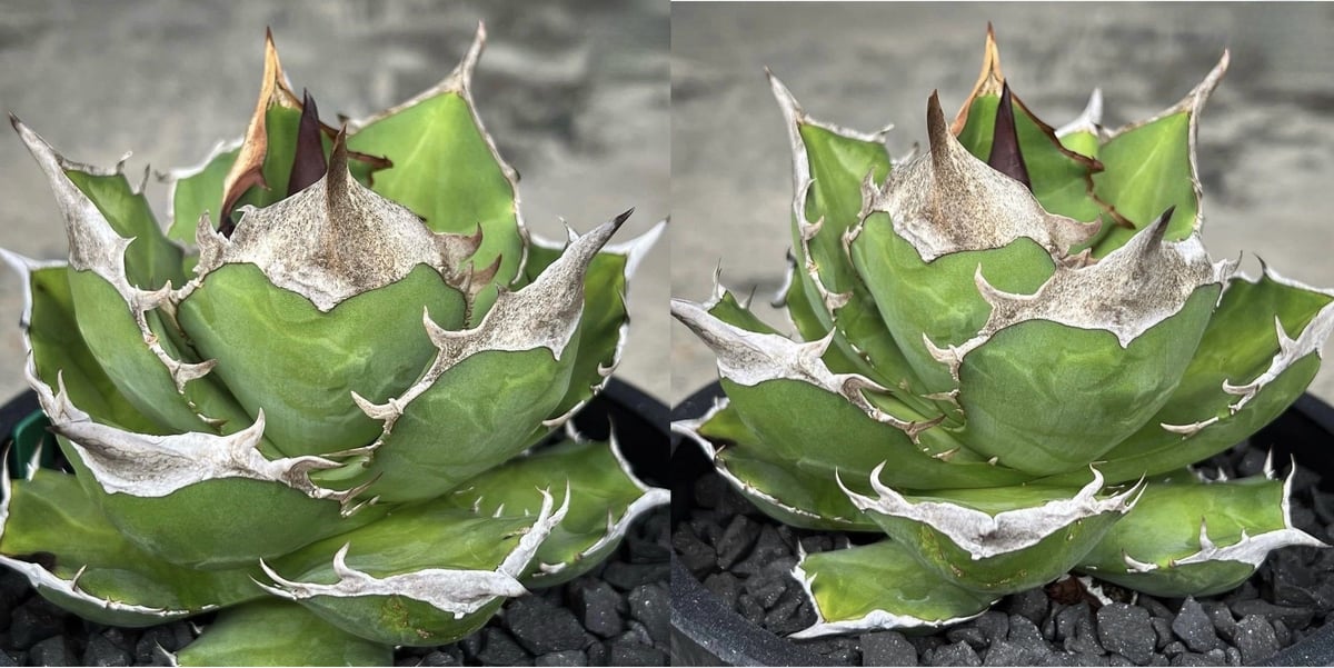 fit=scale-down,w=1200