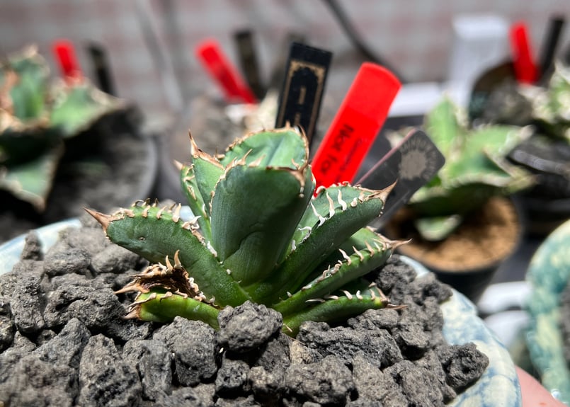 小株】 アガベ チタノタ 皇冠（クラウン）lize血統 | RAINBOW PLANTS