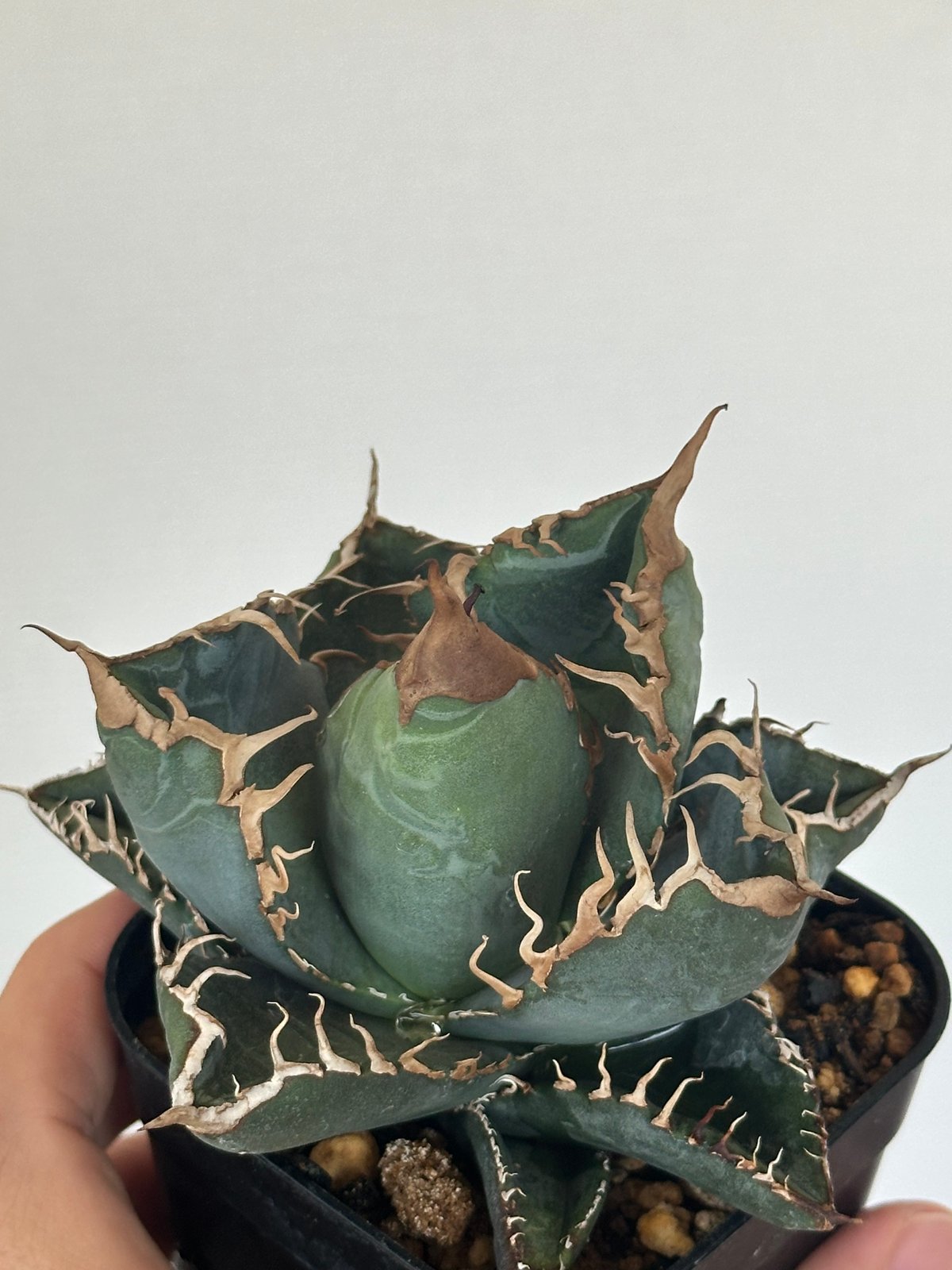 アガベ チタノタ 悪魔くん/スーパーチタノタ/bakemono（発根済TC苗