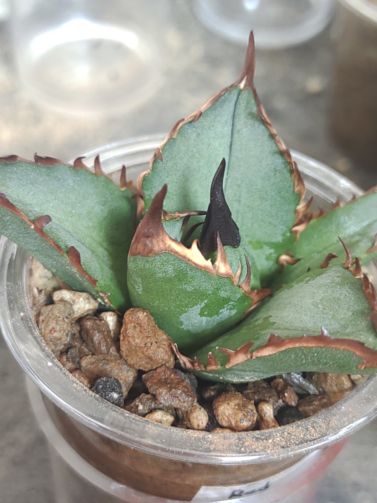 アガベ イラン株 レッドヴェノム 子株 | slow glower